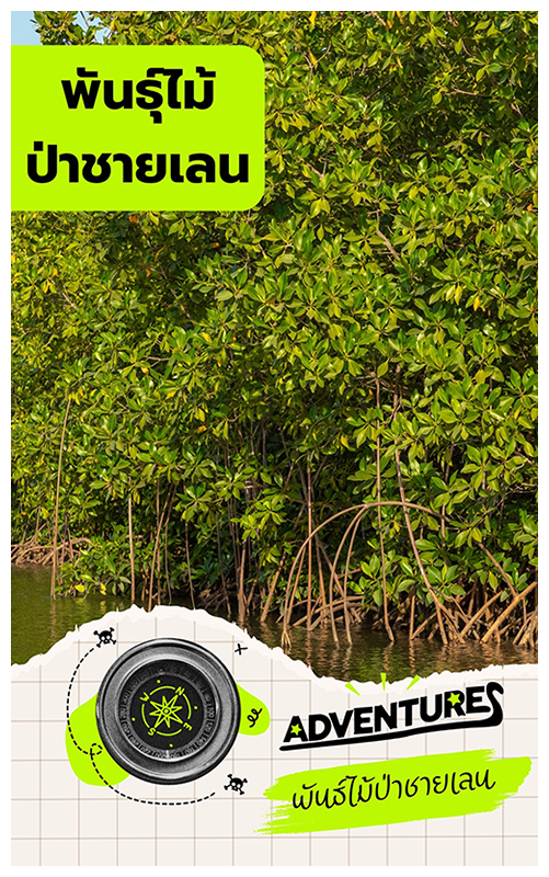 ป่าชายเลน