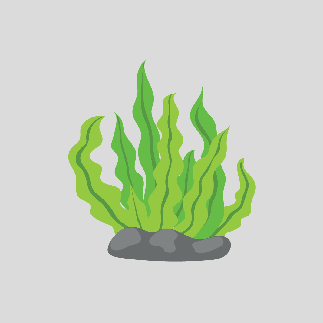 สาหร่าย