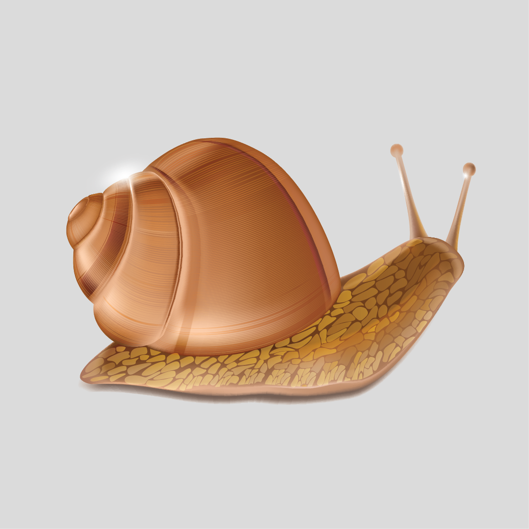 หอยทากบก